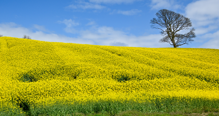 AONB Photography Competition_Runner-up Daphne Ferguson Bursting with Springtime